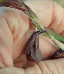 Gladiolus woodii