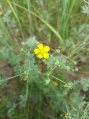 Potentilla argentea
