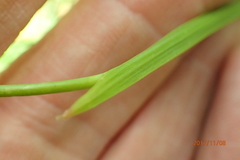 Gladiolus woodii
