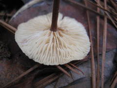 Marasmius fulvoferrugineus