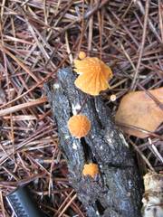 Marasmius fulvoferrugineus