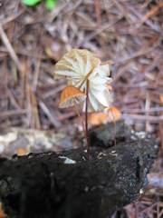 Marasmius fulvoferrugineus