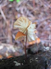 Marasmius fulvoferrugineus