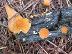 Marasmius fulvoferrugineus