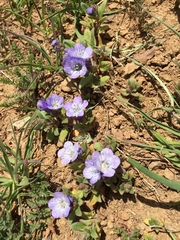 Phacelia divaricata