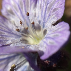 Phacelia divaricata