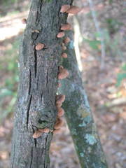 Panellus violaceofulvus