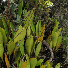 Fernandezia