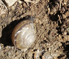 Helminthoglypta traskii