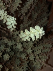 Magnoliopsida