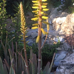Aloe vera