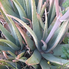 Aloe vera