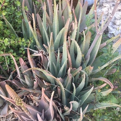 Aloe vera