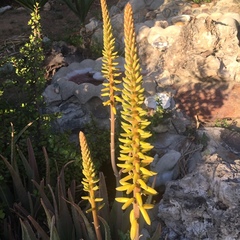 Aloe vera
