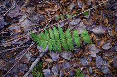 Dryopteris × boottii
