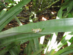 Phyllodytes luteolus