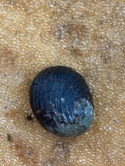 Gastropoda