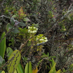 Fernandezia