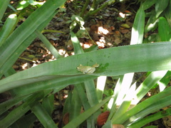 Phyllodytes luteolus