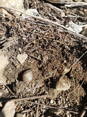 Helminthoglypta traskii