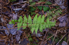 Dryopteris × boottii
