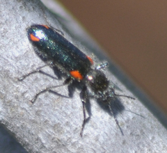 Psoa maculata