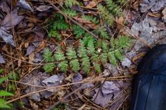 Dryopteris × boottii