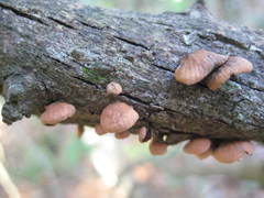 Panellus violaceofulvus