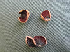 Panellus violaceofulvus