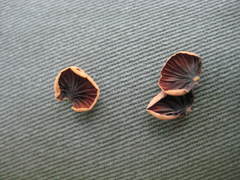 Panellus violaceofulvus
