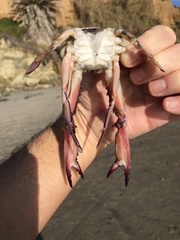 Achelous xantusii