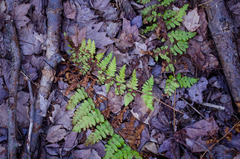 Dryopteris × boottii