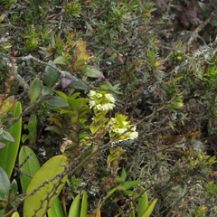 Fernandezia