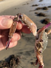 Achelous xantusii