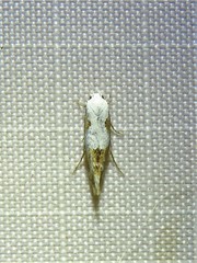 Mompha circumscriptella