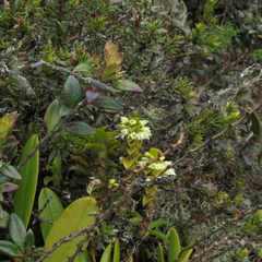 Fernandezia