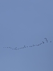 Branta hutchinsii