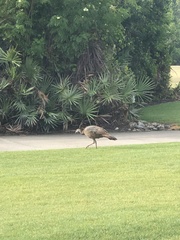 Meleagris gallopavo osceola