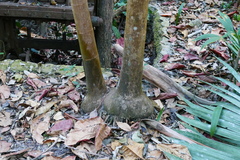 Dypsis pembana