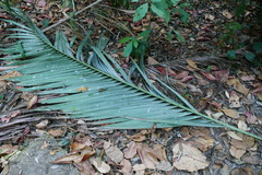 Dypsis pembana