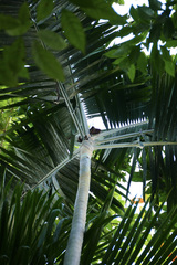 Dypsis pembana