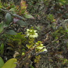 Fernandezia