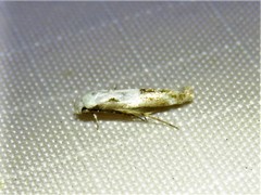 Mompha circumscriptella