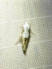 Mompha circumscriptella