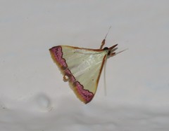 Autocharis hedyphaes