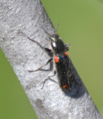 Psoa maculata