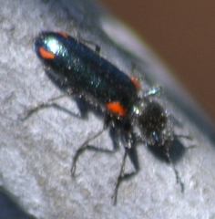 Psoa maculata