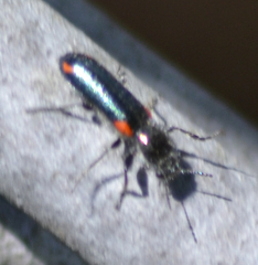 Psoa maculata