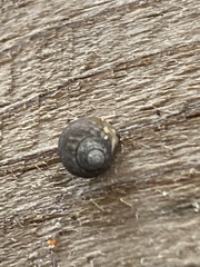 Gastropoda