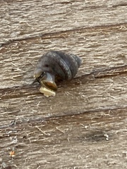 Gastropoda